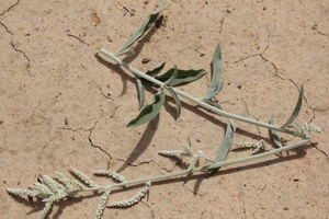 Celosia trigina