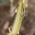 Celosia trigina