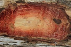 Sclerocarya birrea