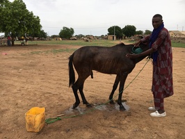 Jeune homme lavant son cheval