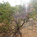 Oranger du jardin polyvalent