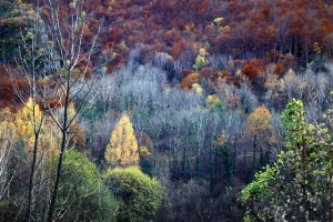 Evolution des paysages dans le Vicdessos