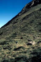 Evolution des paysages dans le Vicdessos