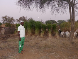 Sergent Ndiaye dans la ferme fourragère