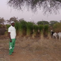 Sergent Ndiaye dans la ferme fourragère