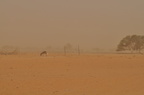 Paysage tempête de sable
