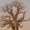Baobabs du Ferlo