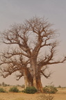 Baobabs du Ferlo