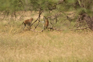 Singe patas dans la réserve de Koily Alpha