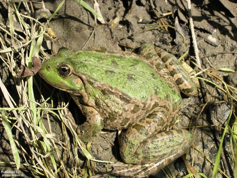 Grenouille Rieuse Grenouille_rilleuse_1.JPG