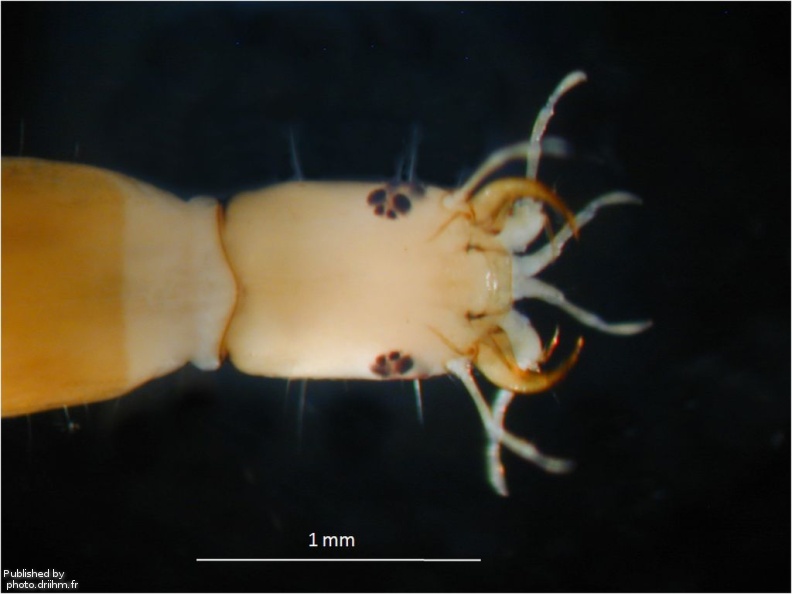 Orectochilus (L) 2.jpg