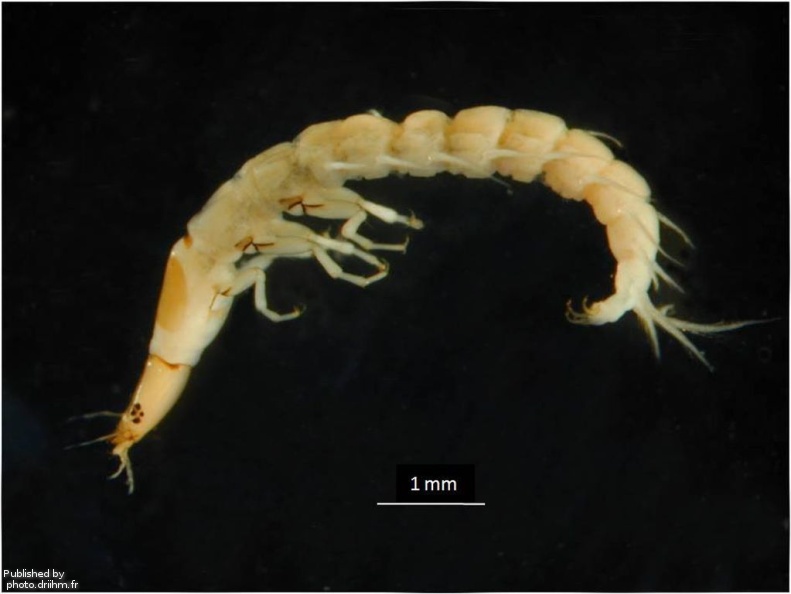 Orectochilus (L) - Orectochilus (L).jpg Orectochilus (L).jpg