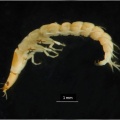 Orectochilus (L)