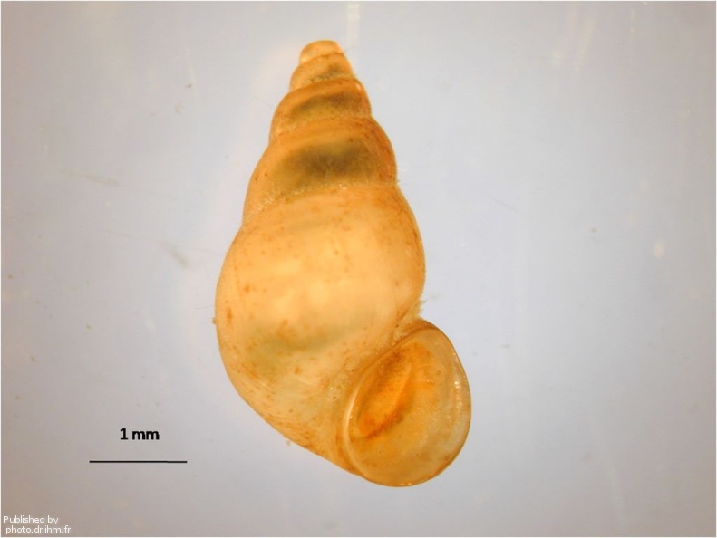 Potamopyrgus antipodarum.jpg