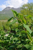 Végétation du Rhône