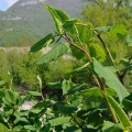 Végétation du Rhône