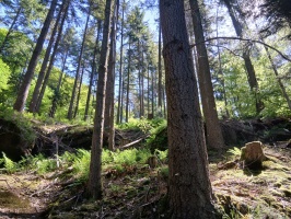 Résineux à Lemberg
