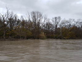 Crue du Rhone, Camargue
