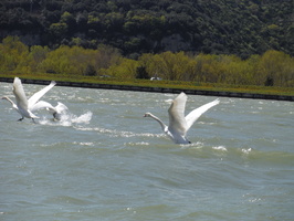 Prelevements en bateau sur le Rhone et l'Isere