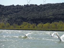Prelevements en bateau sur le Rhone et l'Isere