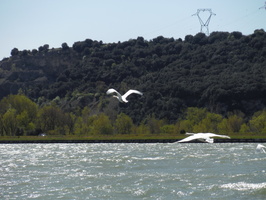 Prelevements en bateau sur le Rhone et l'Isere