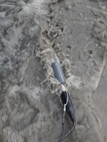 Mesure pendant la chasse de barrages de l'Isere