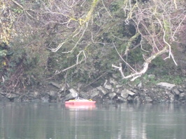 Tracage a la rhodamine sur le Rhone