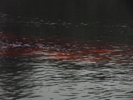 Tracage a la rhodamine sur le Rhone