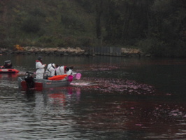 Tracage a la rhodamine sur le Rhone