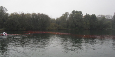 Tracage a la rhodamine sur le Rhone