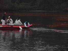 Tracage a la rhodamine sur le Rhone