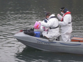Tracage a la rhodamine sur le Rhone