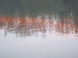 Tracage a la rhodamine sur le Rhone