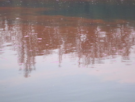 Tracage a la rhodamine sur le Rhone