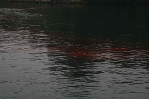 Tracage a la rhodamine sur le Rhone