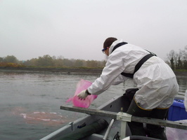 Tracage a la rhodamine sur le Rhone