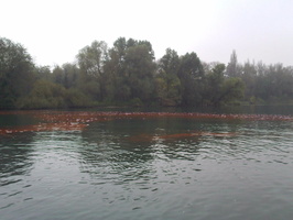 Tracage a la rhodamine sur le Rhone