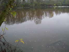 Tracage a la rhodamine sur le Rhone