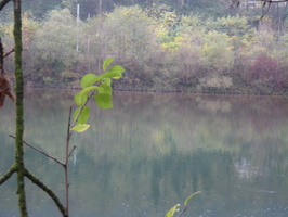 Tracage a la rhodamine sur le Rhone