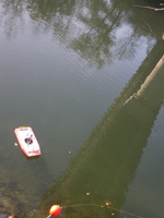 Tracage a la rhodamine sur le Rhone