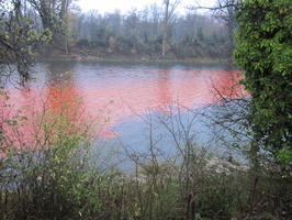 Tracage a la rhodamine sur le Rhone