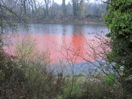 Tracage a la rhodamine sur le Rhone