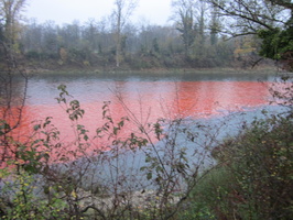 Tracage a la rhodamine sur le Rhone