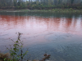 Tracage a la rhodamine sur le Rhone