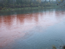 Tracage a la rhodamine sur le Rhone