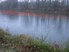 Tracage a la rhodamine sur le Rhone