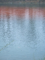 Tracage a la rhodamine sur le Rhone