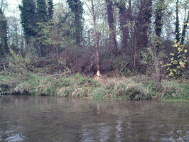 Tracage a la rhodamine sur le Rhone