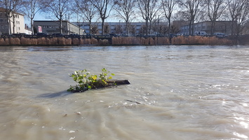 Crue du Rhone janvier 2018